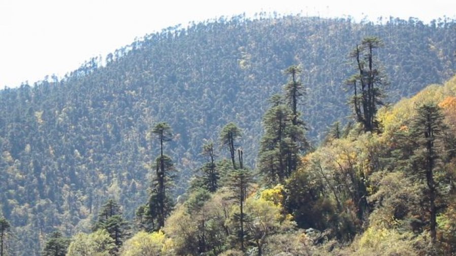 在佛教中，树木象征著长寿、健康和慈悲。在佛教国家不丹，数以万计的民众种植1万多棵树来庆祝国王吉格梅·凯萨尔·纳姆耶尔·旺楚克与王后耶特松·佩玛喜得王子。